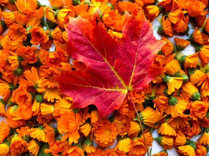 höst-landskap-vacker-tapet-med-ringblommor-och-lönnlöv