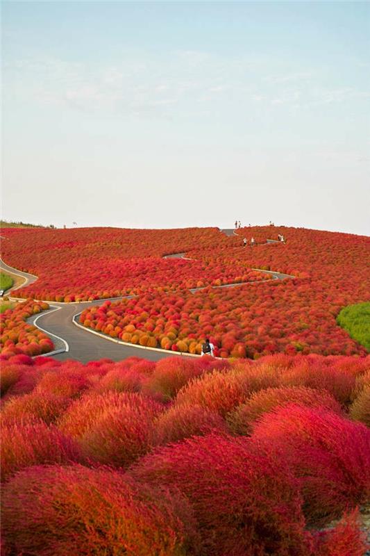 jesenná krajina-príroda-listy-jeseň-modrá-obloha-a-červená-zem-
