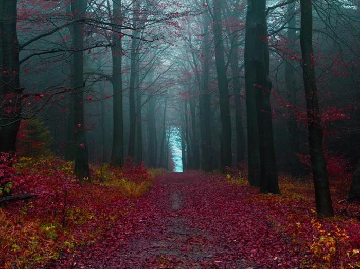 jesenná krajina-príroda-listy-jesenné-tmavé-lesné-stromy