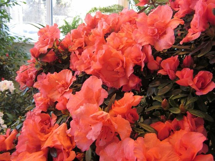 červená azalka, pekný a veľkorysý kvitnúci ker z rodu rododendronov