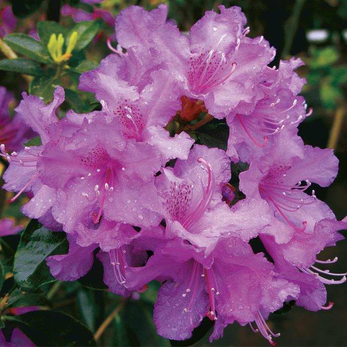 purpurovo kvitnúci rododendron, záhradná dekorácia s kríkmi pre kvitnúci živý plot