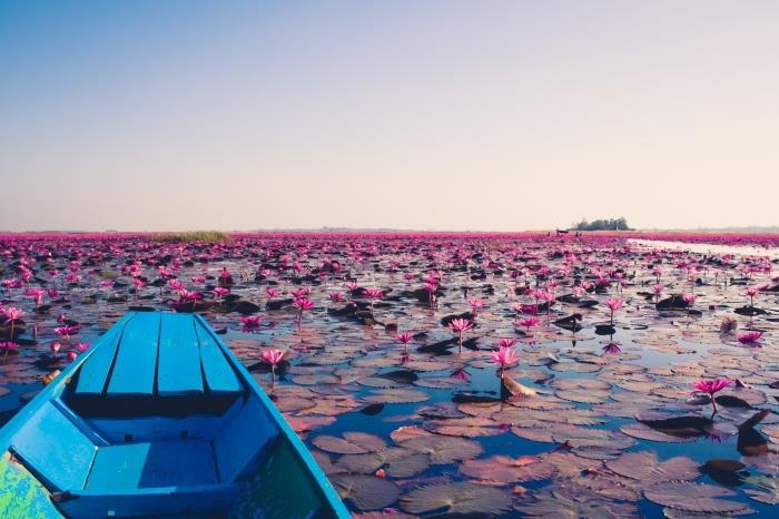 المناظر الطبيعية الجنة مأخوذة من بحيرة بها زنابق الماء الوردية ، فكرة خلفية جميلة للكمبيوتر أو الكمبيوتر المحمول
