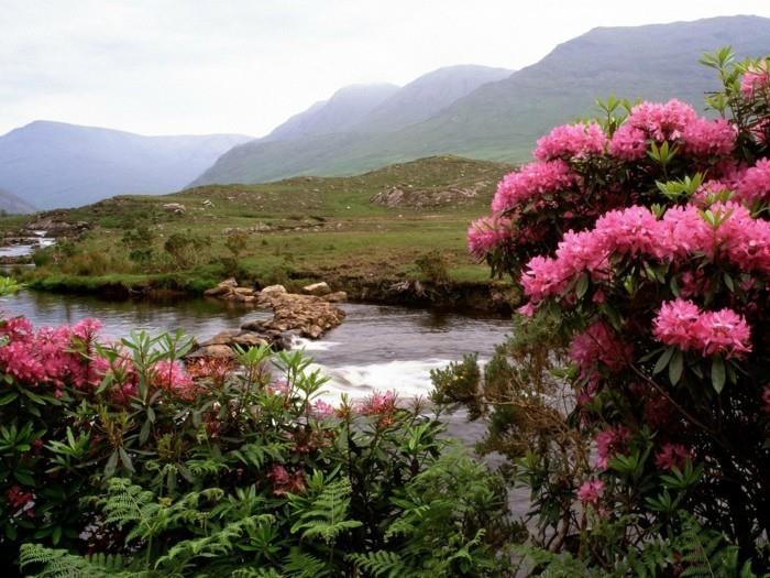vackra-att-se-i-irland-reser-irland-bild-jolie-belles-rosor