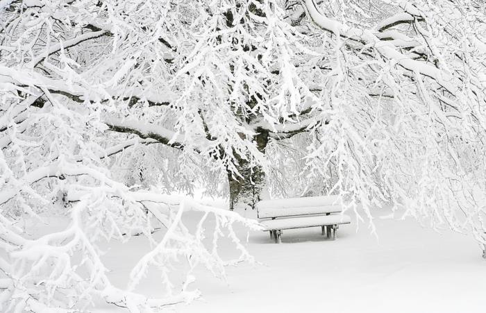 vit vinter, paradisiskt landskap i en park på vintern, träd med vita grenar, bänk helt täckt av snö, magisk atmosfär
