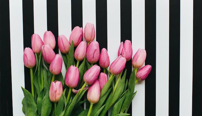Ružové tulipány, jarné kvety karta ku dňu matiek, nápad ku dňu matiek, kytica jarných kvetov na čiernom a bielom pozadí