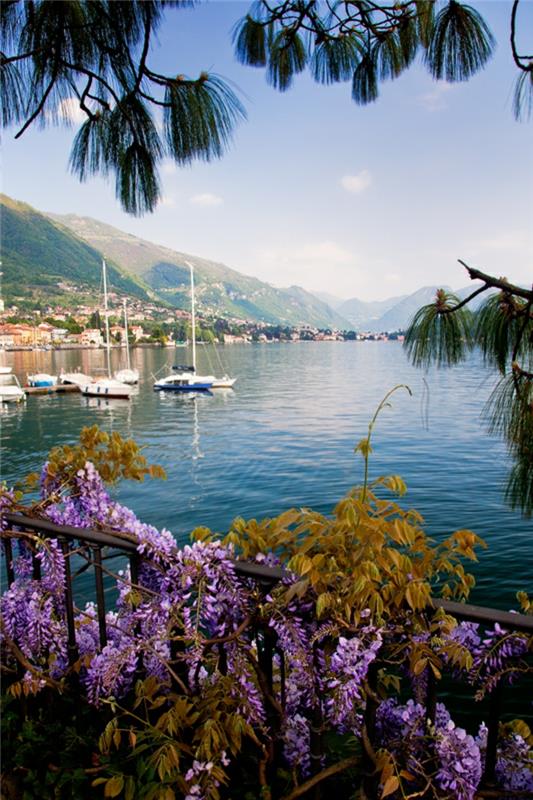 Flora vid sjön inramar en idealisk scen längs Comosjöns stränder. Från Wiki: Comosjön är en sjö av glacialt ursprung i Lombardiet, Italien. Comosjön har varit en populär tillflyktsort för aristokrater och rika människor sedan romartiden, och en mycket populär turistattraktion med många konstnärliga och kulturella pärlor. Det har många villor och palats. För närvarande har eller har många kändisar haft hem vid Comosjöns strand. Comosjön anses allmänt vara en av de vackraste sjöarna i Italien.