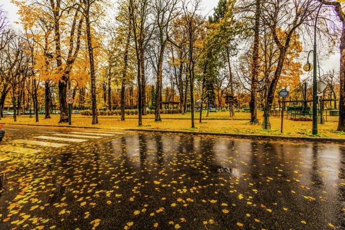 beautiful-image-to-download-pretty-autumn-landscape-in-paris-leaves