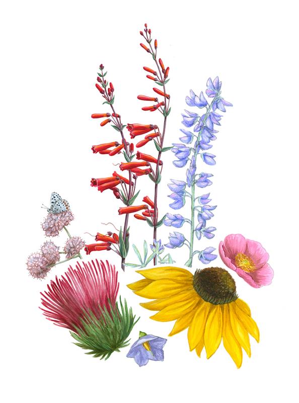 Farebná kresba divokých kvetov, naučte sa kresliť ľahko, ako nakresliť realistický kvet
