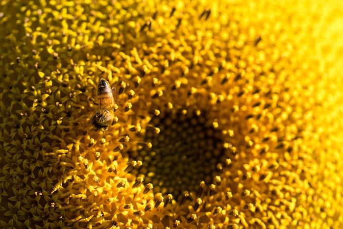výhody slnečnicového kvetu včela na slnečnicovom kvete