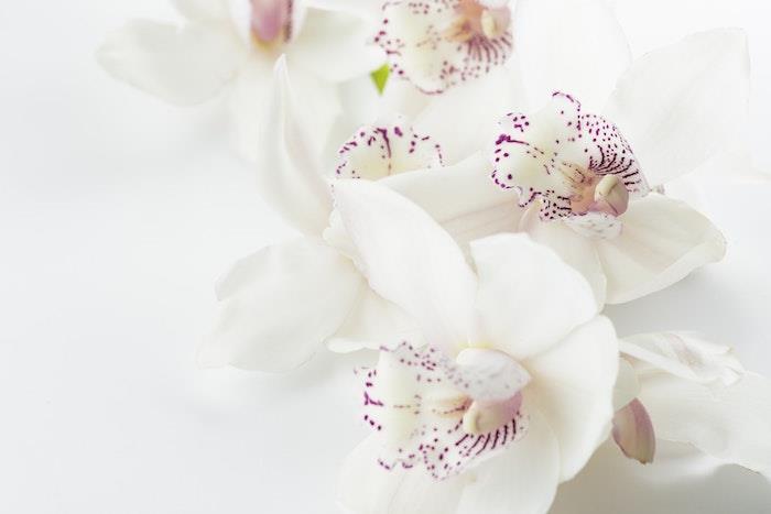 Biela orchidea príroda krása tapeta, šťastný deň matiek, šťastný deň matiek, karta ku dňu matiek