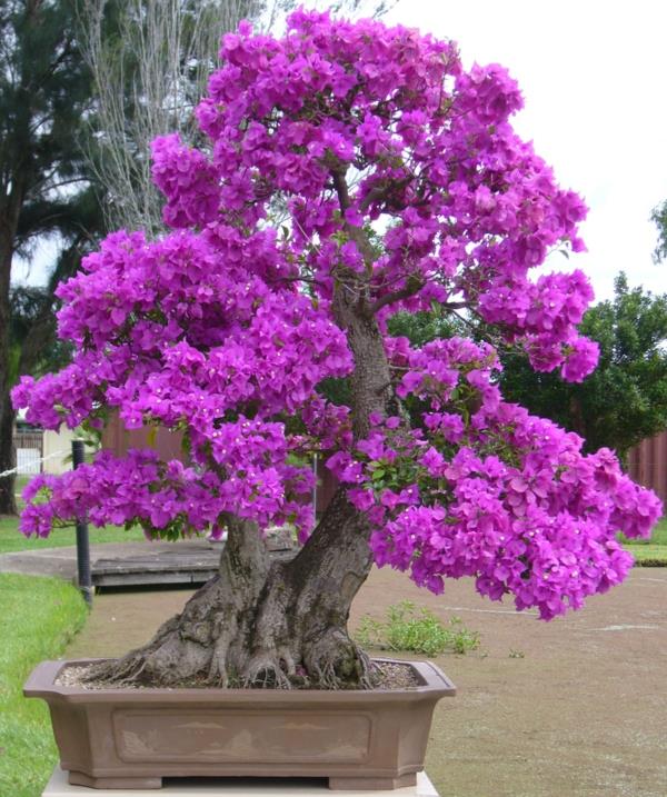 boganvillia-bonsai-rastlina-purpurové-kvety
