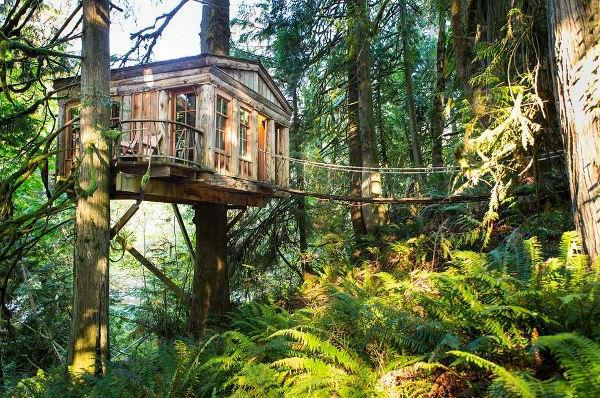 boic-cliar-design-tree-house
