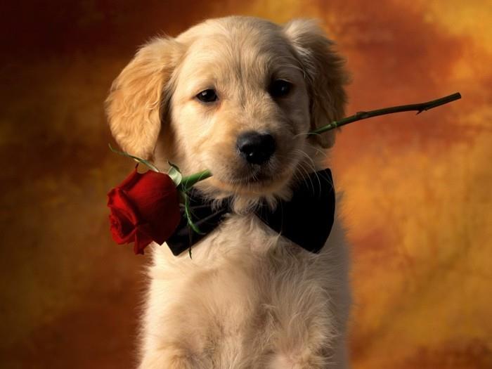 glad-alla-hjärtans-dag-av-valentin-söt-hund-och-rosa