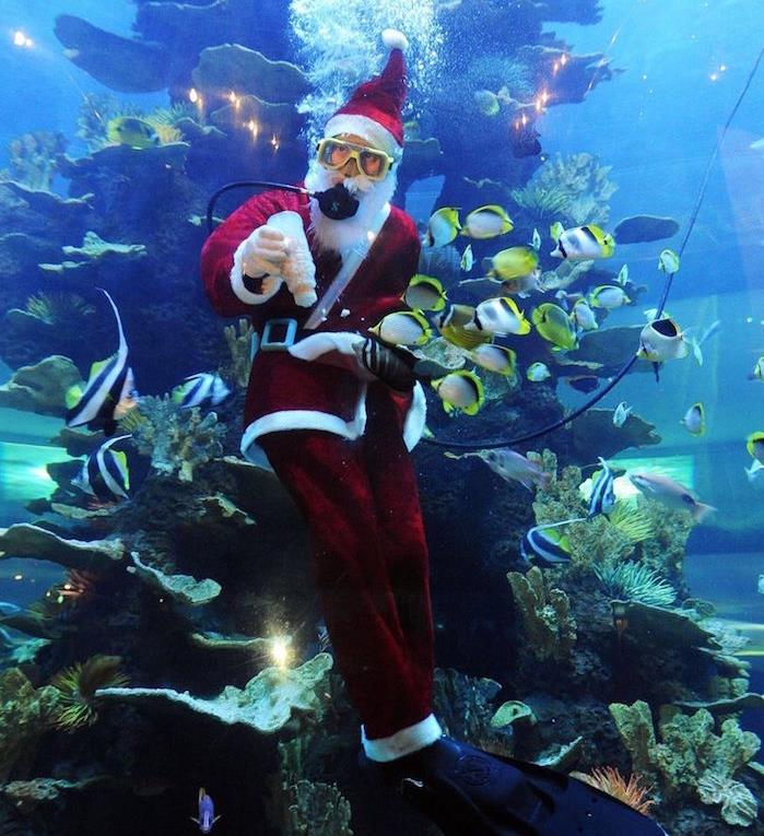 Santa-hat-under-Larin-Basin-Aquarium-Swimming-Pool-Vtipné