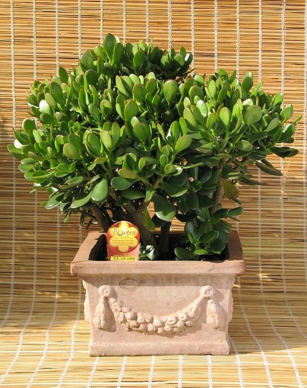 bonsai-Crassula-ovata