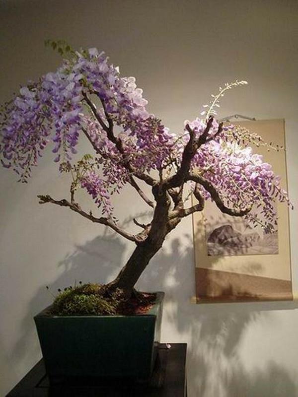 bonsai-strom-acacya