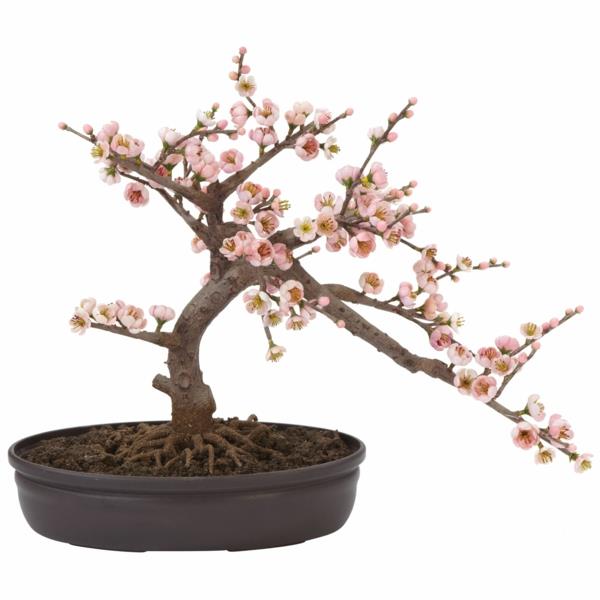 bonsai-strom-čerešňové kvety