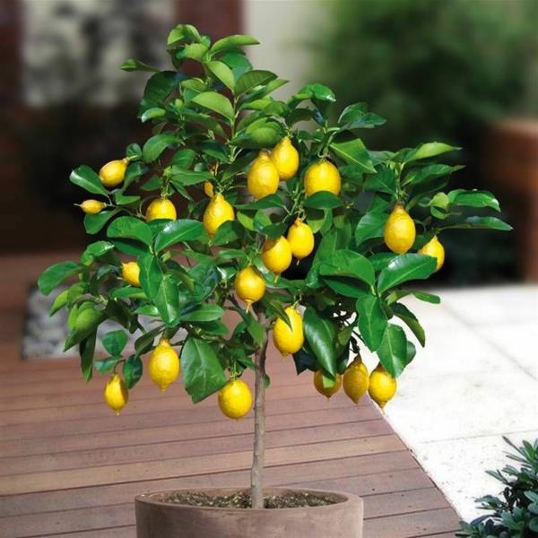 bonsai-strom-citróny