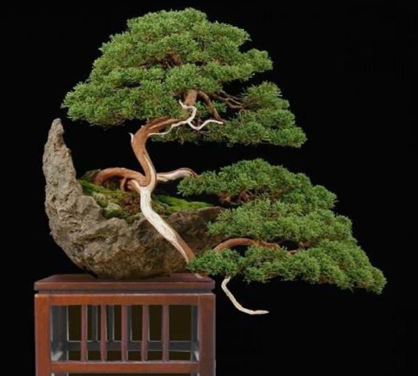 bonsai-strom-design-hrnce