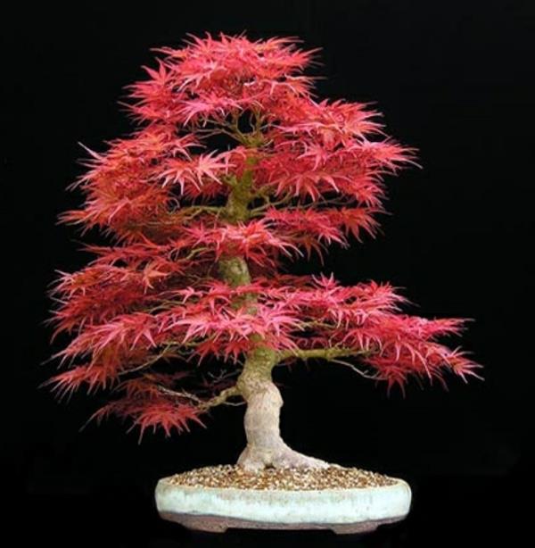 bonsai-strom-elegantný