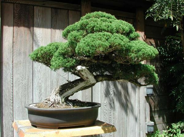 bonsai-strom-exteriér
