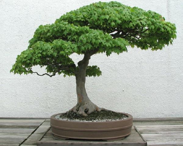 bonsai-strom-exterier2