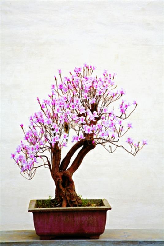 bonsai-strom-ružové-kvety