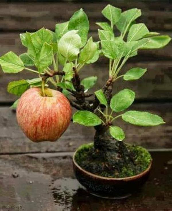 bonsai-strom-ovocie-jabloň
