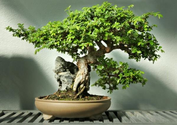 bonsai-strom-buk-číňan