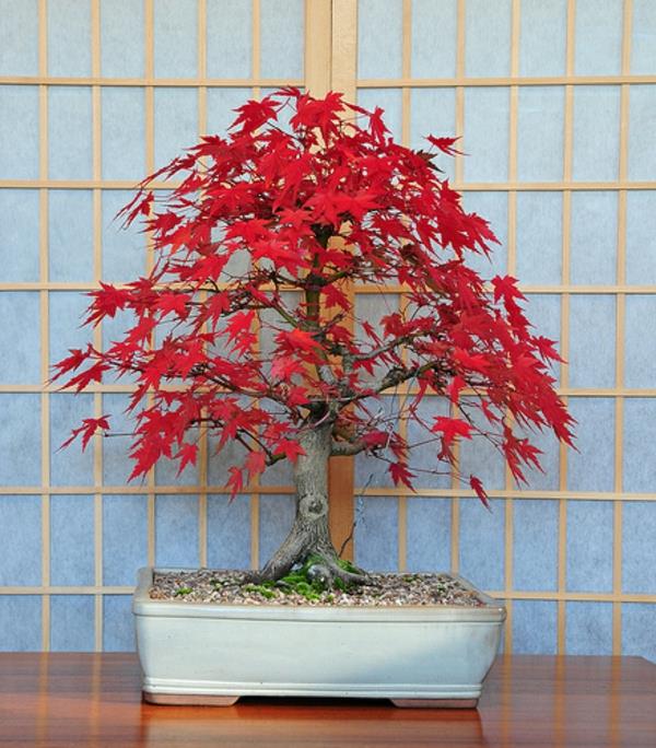 bonsai-strom-buk-japonec