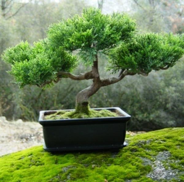 bonsai-strom-inšpirujúci-zen