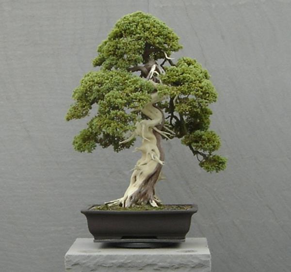 bonsai-strom-interier-5