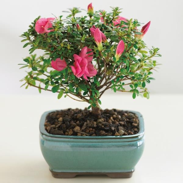 bonsai-strom-interiér-6
