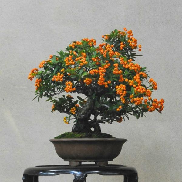 bonsai-strom-interiér-7