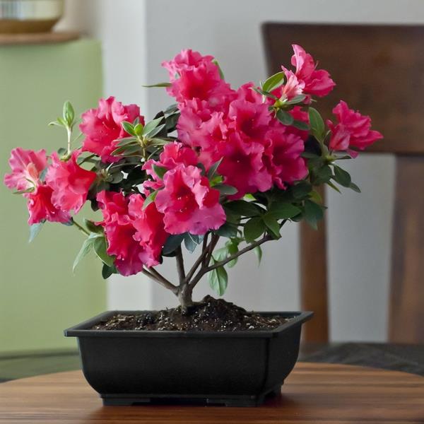 bonsai-strom-interiér-azalka-2