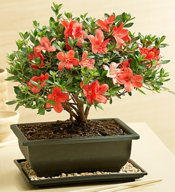 bonsai-strom-interiér-azalka