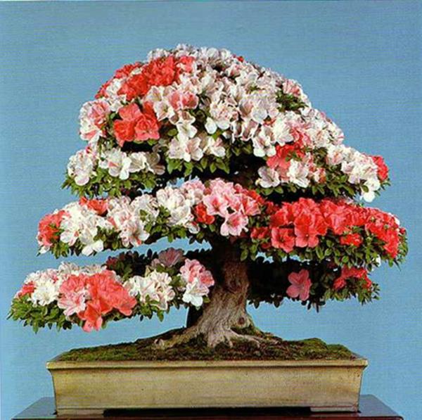bonsai-strom-interiér-kvety