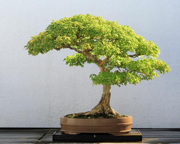 bonsai-strom-interiér-rastlina