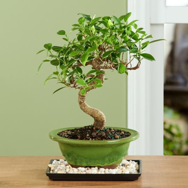 bonsai-strom-interiér
