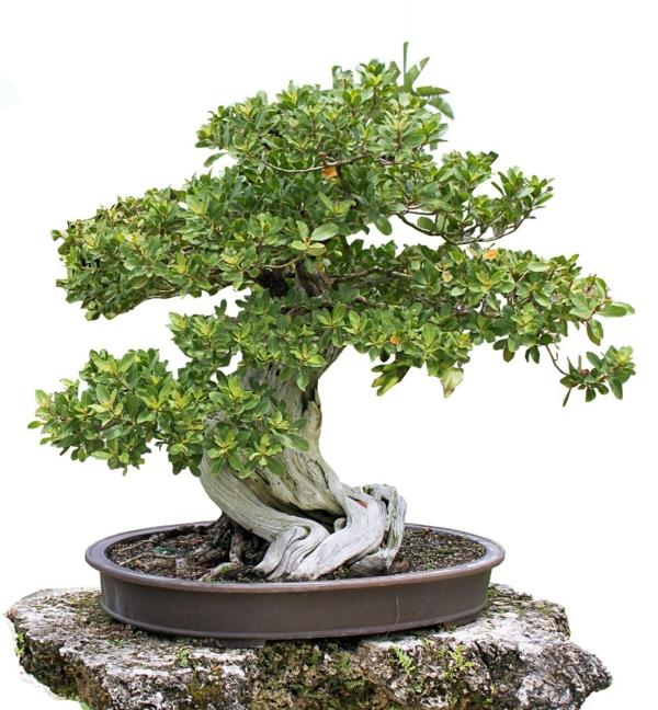 bonsai-strom-tropicky-miami