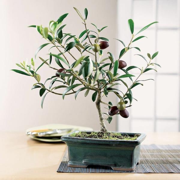 bonsai-toskánsky-olivový strom