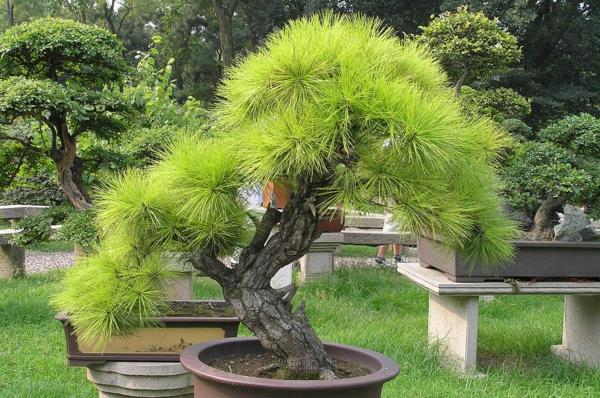 bonsai z Pinusu