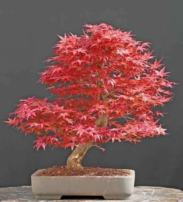bonsai-javor-japonsko-červený