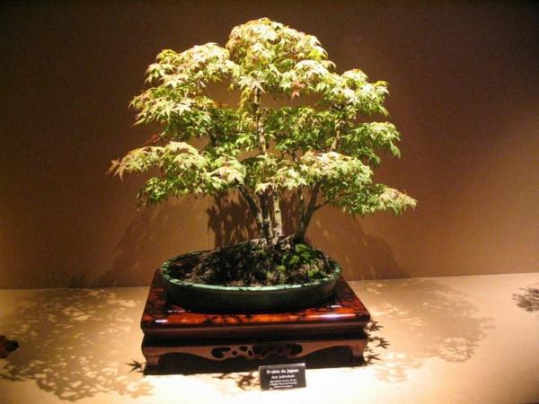 bonsai-javor-japonec