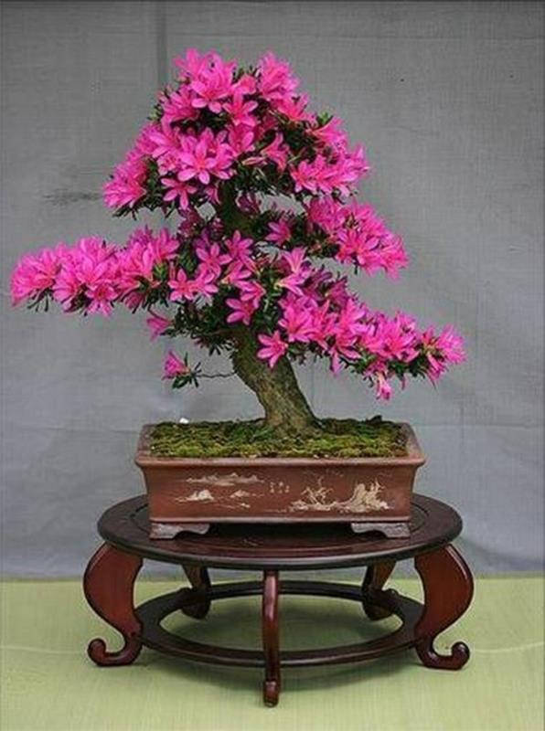 bonsai-kvety-vo-farbách