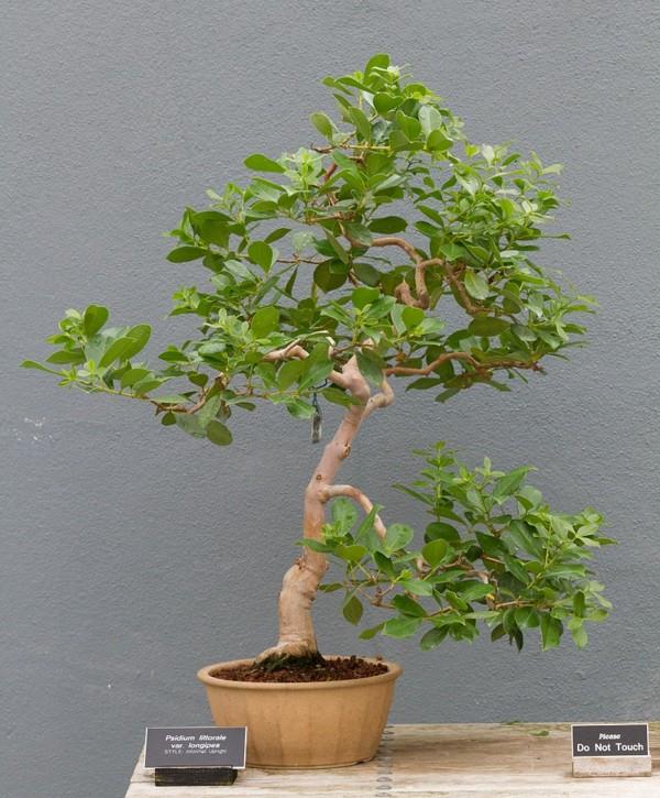 bonsai-psidium-littorale-var-longipes