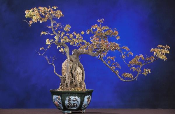 bonsai-trojzubec-javor