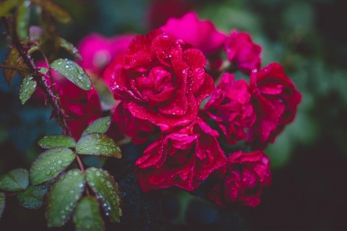 vyberte si do rannej rosy krásnu tapetu s kvetmi, fotografiu červených ruží a zelených listov s kvapkami vody