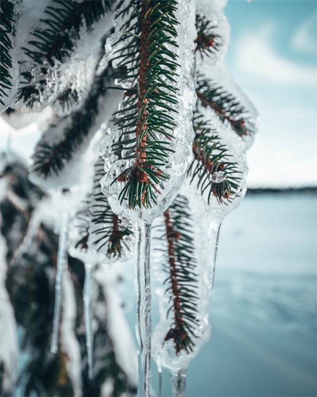 Veselý vianočný obrázok pre tapetu telefónu, makro fotografiu ľadových jedľových konárov a modrú oblohu s bielymi mrakmi