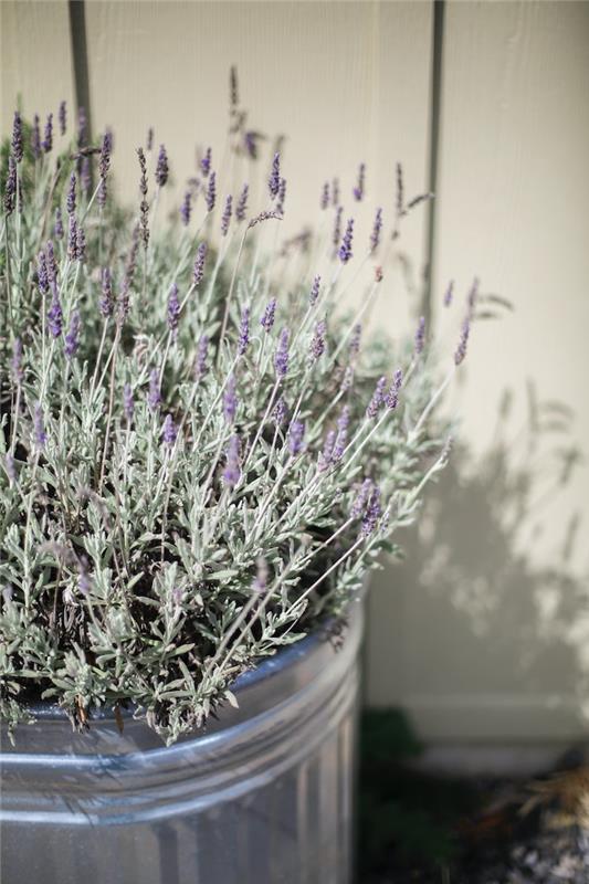 DIY med lavendel hur man odlar lavendel på balkongen